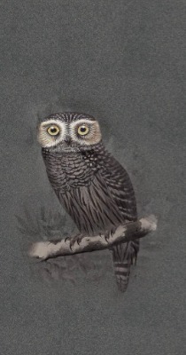 台灣瑪摩 MOOOI 靈視之鴞 HYPNOTIC OWL