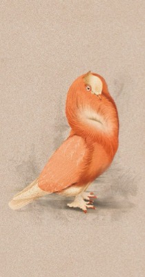 台灣瑪摩 MOOOI 靜謐之鴿 CLOISTERED DOVE